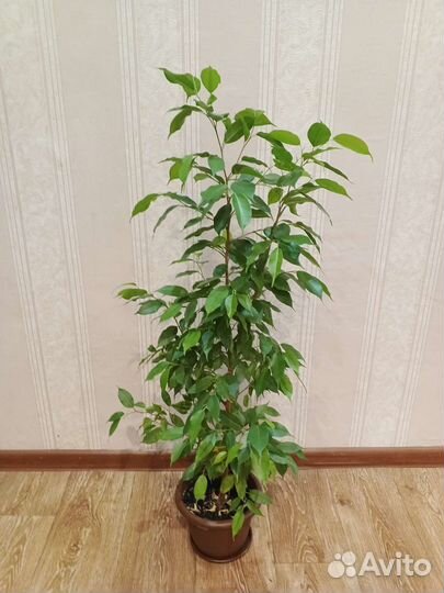 Фикус бенджамина