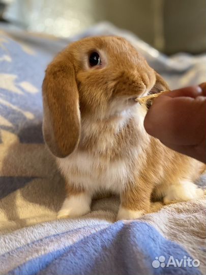 Крольчонок мальчик от заводчика