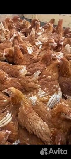 Продажа кур молодок несушек бройлеров