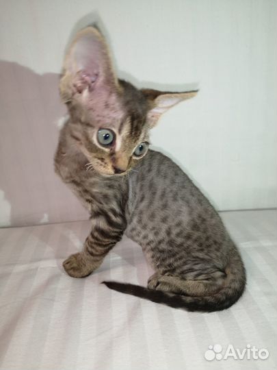 Котята девон-рекс