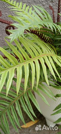 Пальмы, папоротники для интерьера, искусственные