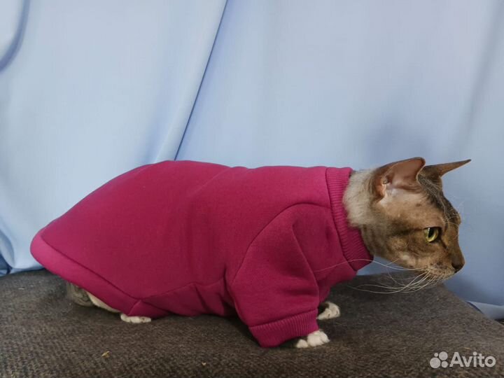 Одежда для кошек сфинкс