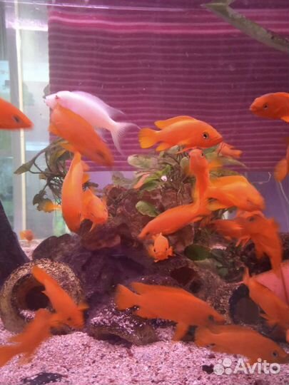 Аквариумные рыбки