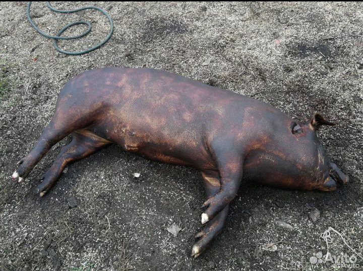 Свинина домашняя