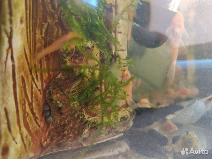 Анциструс Супер Рэд мальки