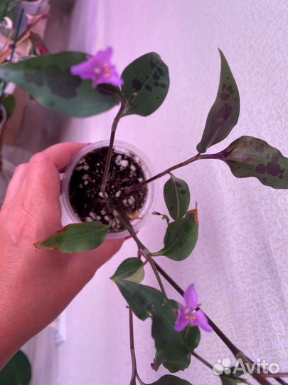 Пеларгония