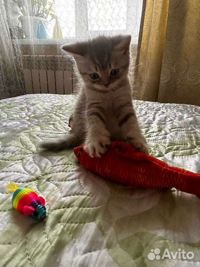 Шотландский прямоухий котик лиловый
