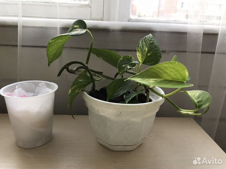 Комнатные цветы Сциндапсус