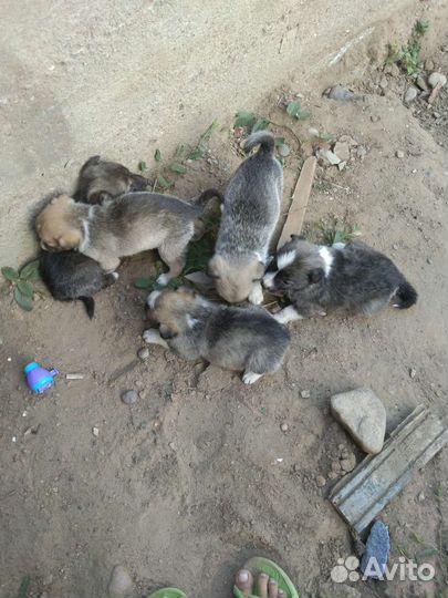 Собаки щенки бесплатно