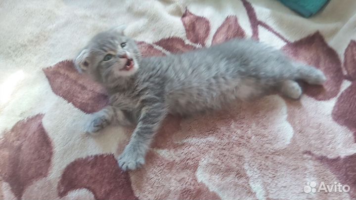 Кошка вислоухая