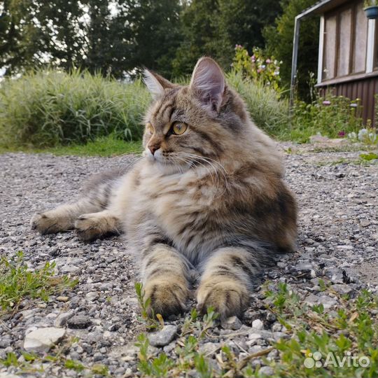 Кошка