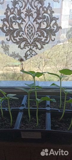 Рассада огурцов