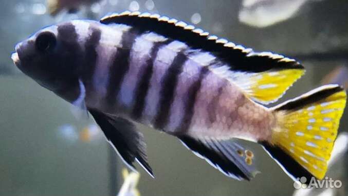 Цихлиды малави, аквариумные рыбки