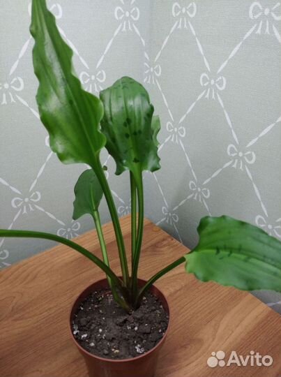 Комнатные растения.Дримиопсис,сингониум,эпипремнум