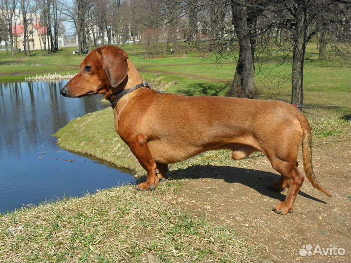 Выгул и Передержка для животных
