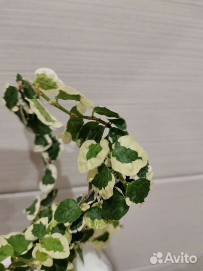 Пумила триколор вишес,Керли,Сноуфлэйк,Дуболистны