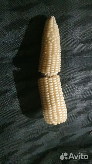 Кукуруза