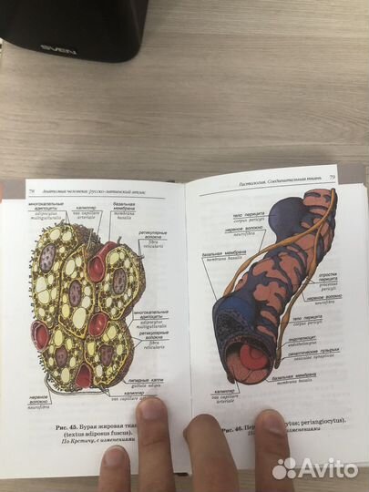 Анатомия человека. Русско-латинский атлас