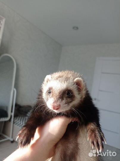 Домашний хорек