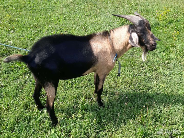 Козёл молодой