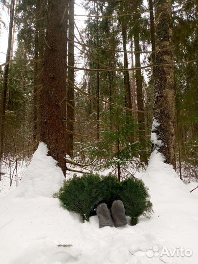 Банные веники пихтовые и можжевеловые