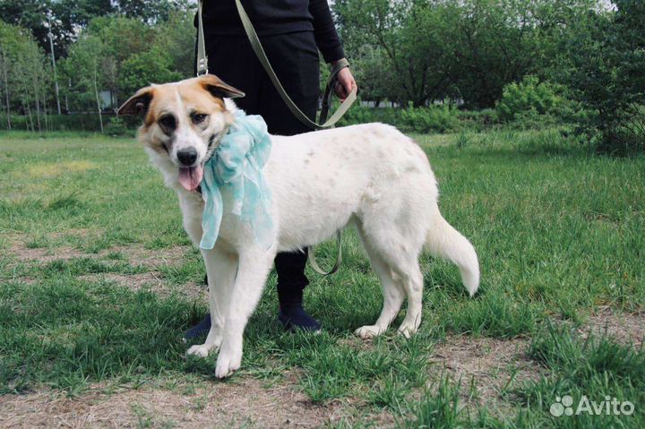 Невероятная Скарлетт живёт в приюте