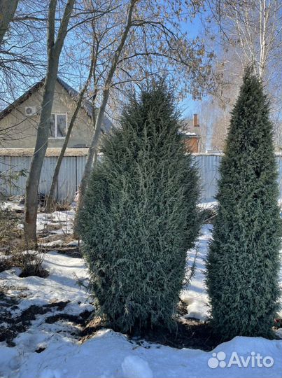 Можжевельник