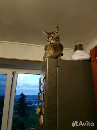 Котята Чаузи