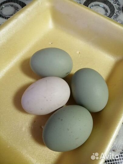 Петух лакеданзи серебро и черно медного марана