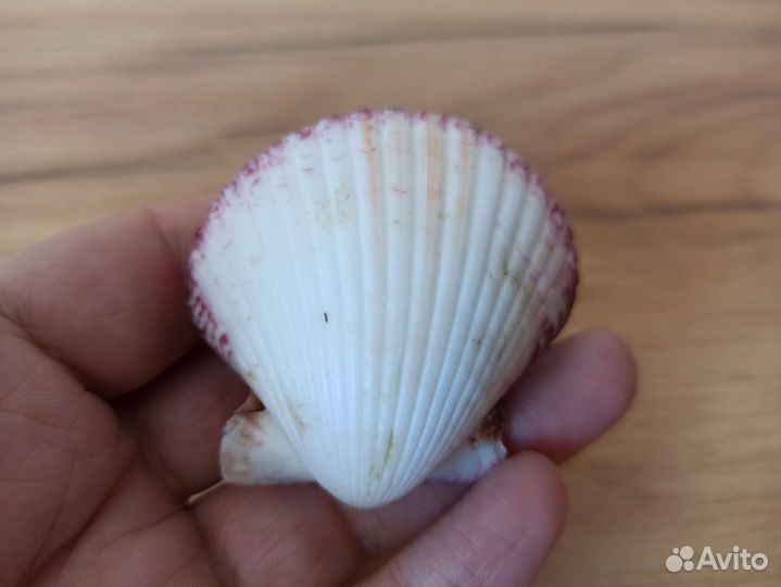 Морская раковина