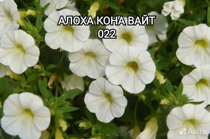 Калибрахоа