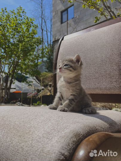 Кошка