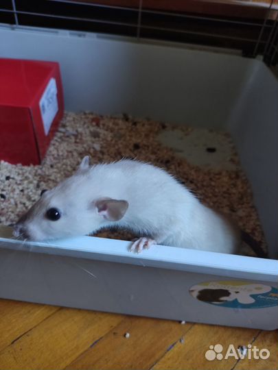 Декоративная крыса дамбо