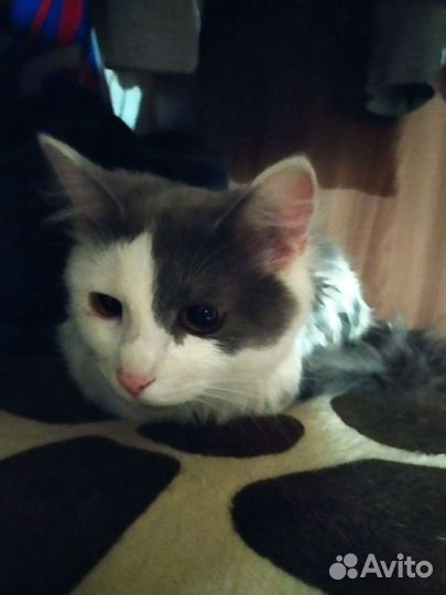 Кошка подросток в добрые руки