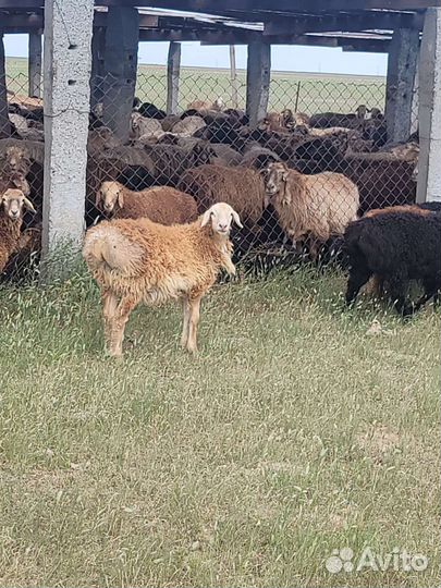 Курдючные бараны овцы