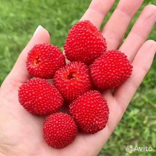 Саженцы малины