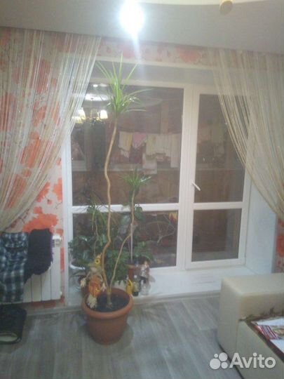 Пальма драцена