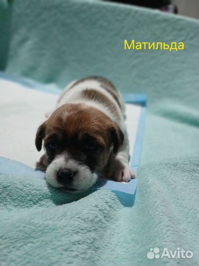 Щенки джек рассел терьер