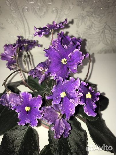 Сортовые фиалки