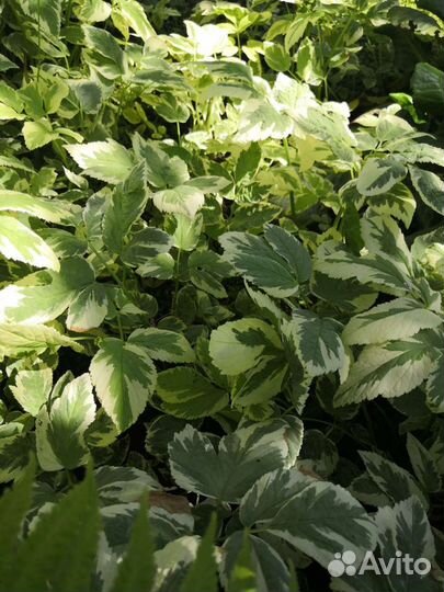 Почвопокровные