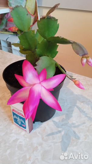 Шлюмбергера