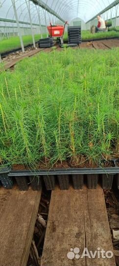 Саженцы сосны зкс опт