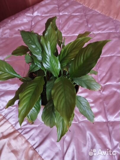 Спатифиллум