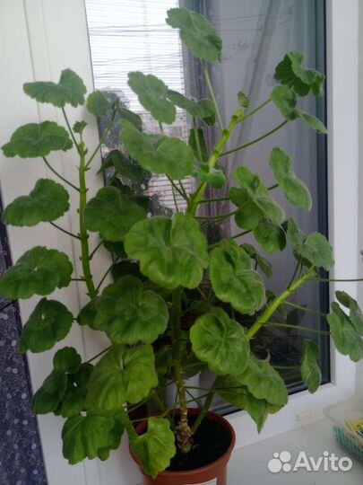 Герань белая