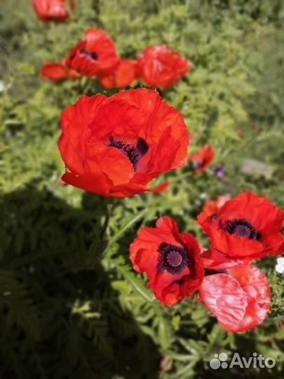 Многолетние садовые цветы