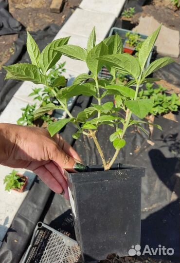 Королева сада - Гортензия