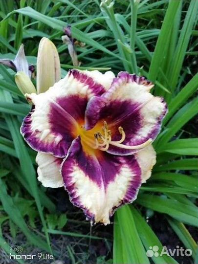 Лилейники сортовые