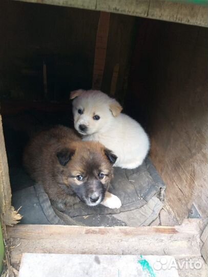 Щенок в ответственные руки бесплатно