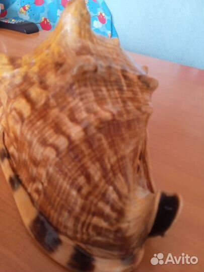 Ракушка высота 19 см