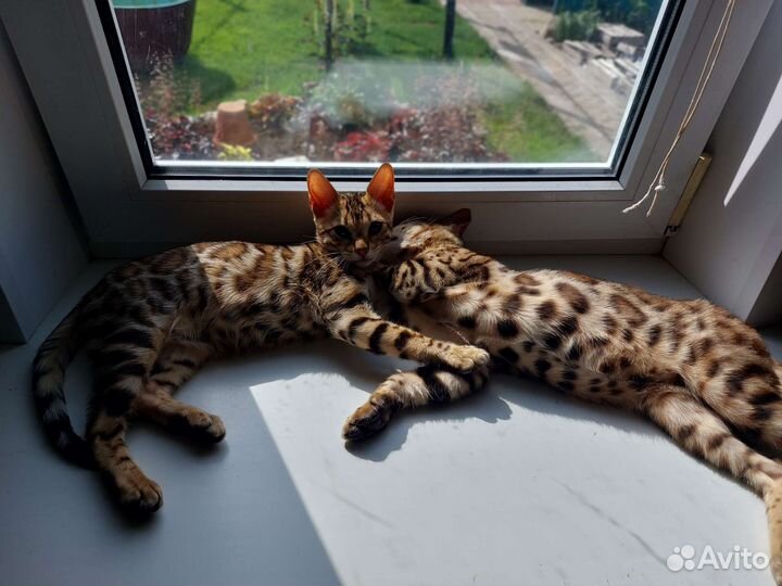 Бенгальская кошка